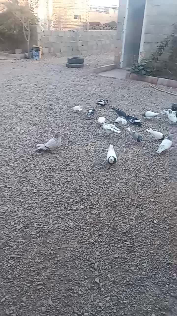 کفتر|پرنده|باخزر, |دیوار