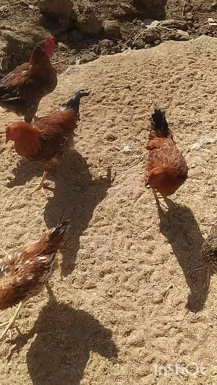 جوجه خروس معاوضه با کفتر|حیوانات مزرعه|سده (خراسان جنوبی), |دیوار