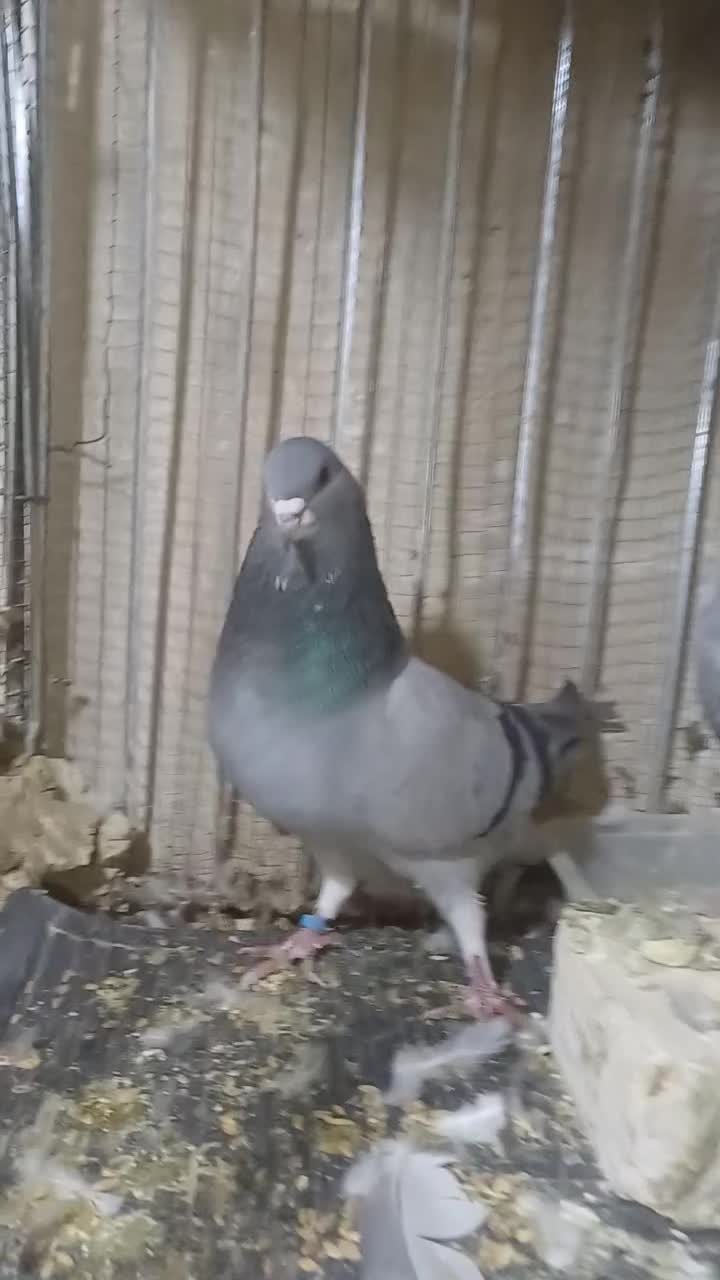 نرو ماده خرقه|پرنده|برخوار, |دیوار