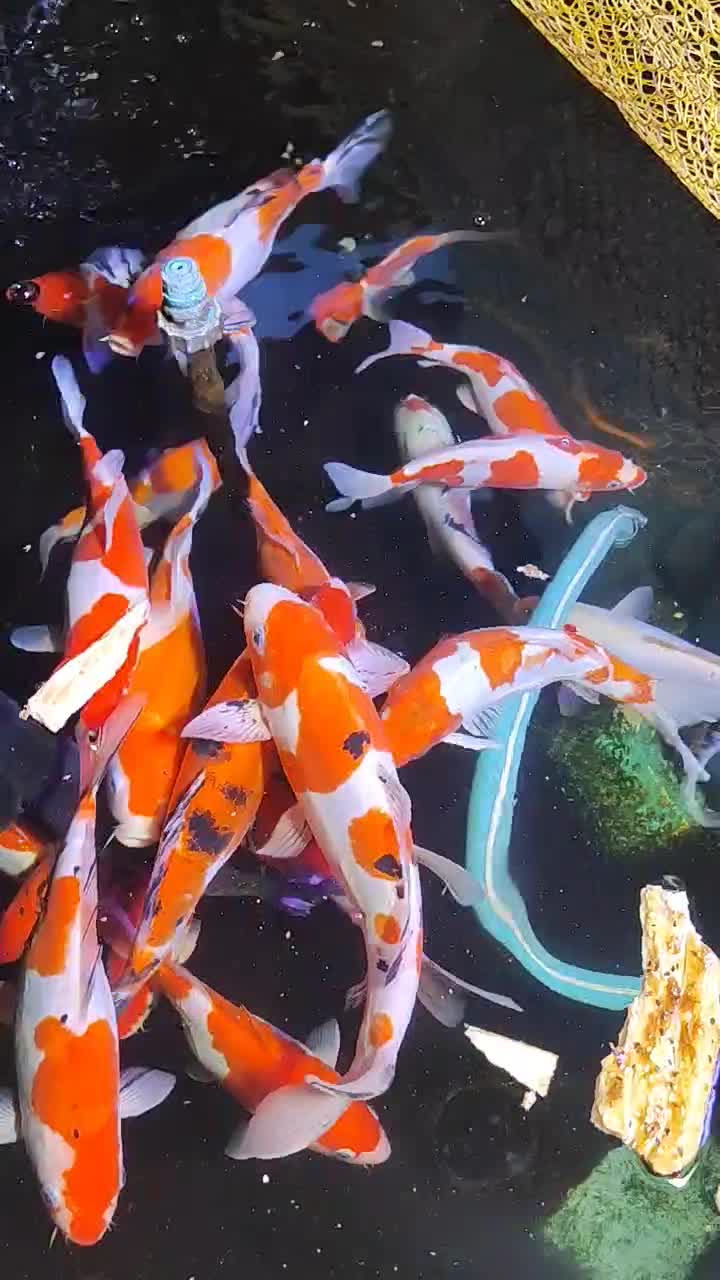 ماهی کوی گرید aaa فول چرم|ماهی|تبریز, |دیوار