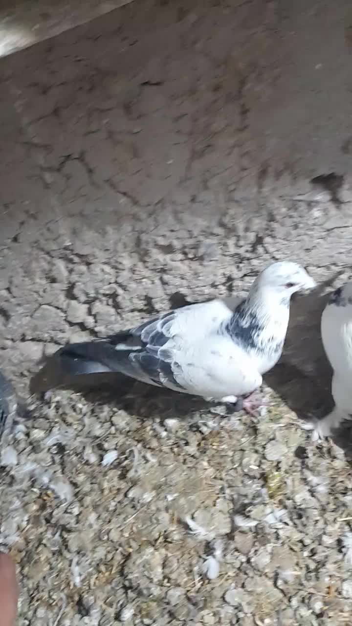 کبوتر.پرشی|پرنده|شیروان (خراسان), |دیوار