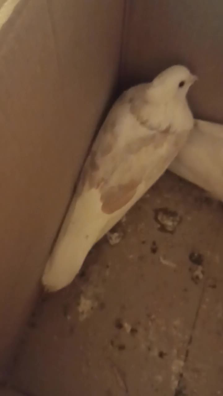 کفتر|پرنده|کرج, برغان|دیوار