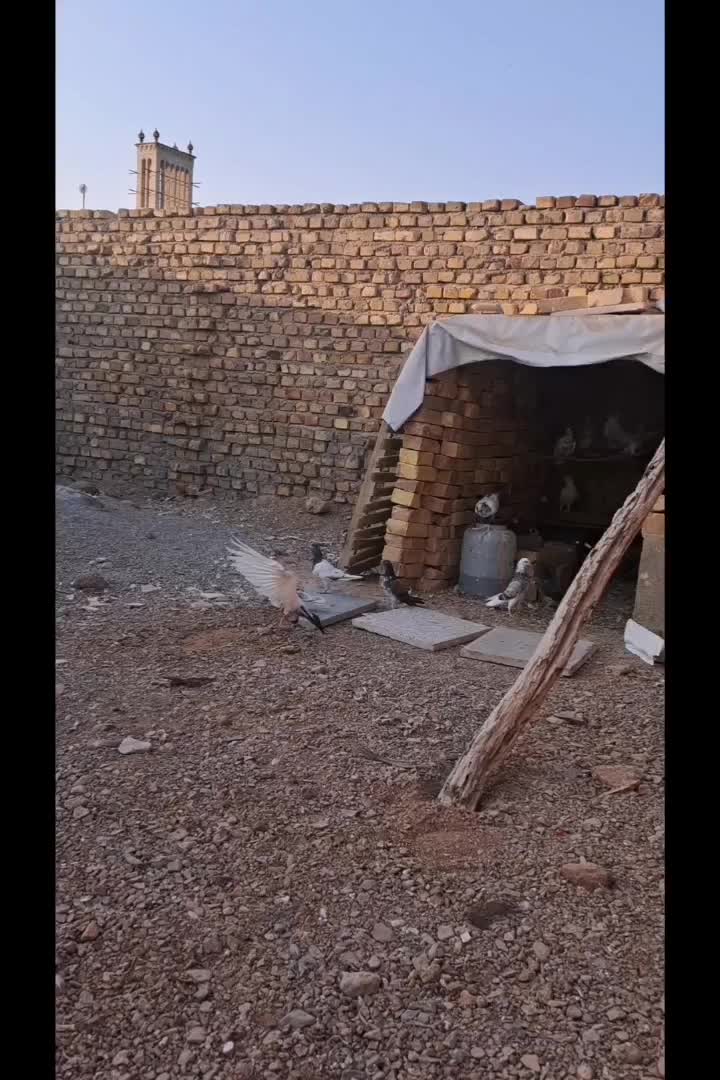 کبوتر|پرنده|اردکان, |دیوار