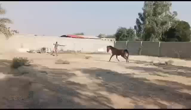 فروش اسب|اسب و تجهیزات اسب‌سواری|شوشتر, |دیوار