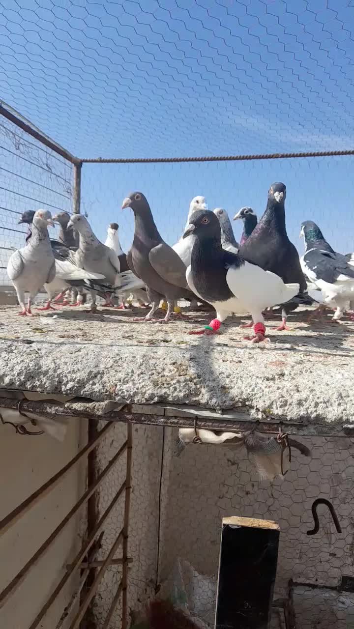 22عدد کفتر|پرنده|قزوین, |دیوار