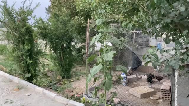 باغ چهاردیواری|فروش دفتر صنعتی، کشاورزی، تجاری|اسلامشهر, کاشانک|دیوار