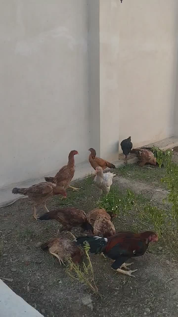 مرغ و خروس لاری|حیوانات مزرعه|رودهن, |دیوار
