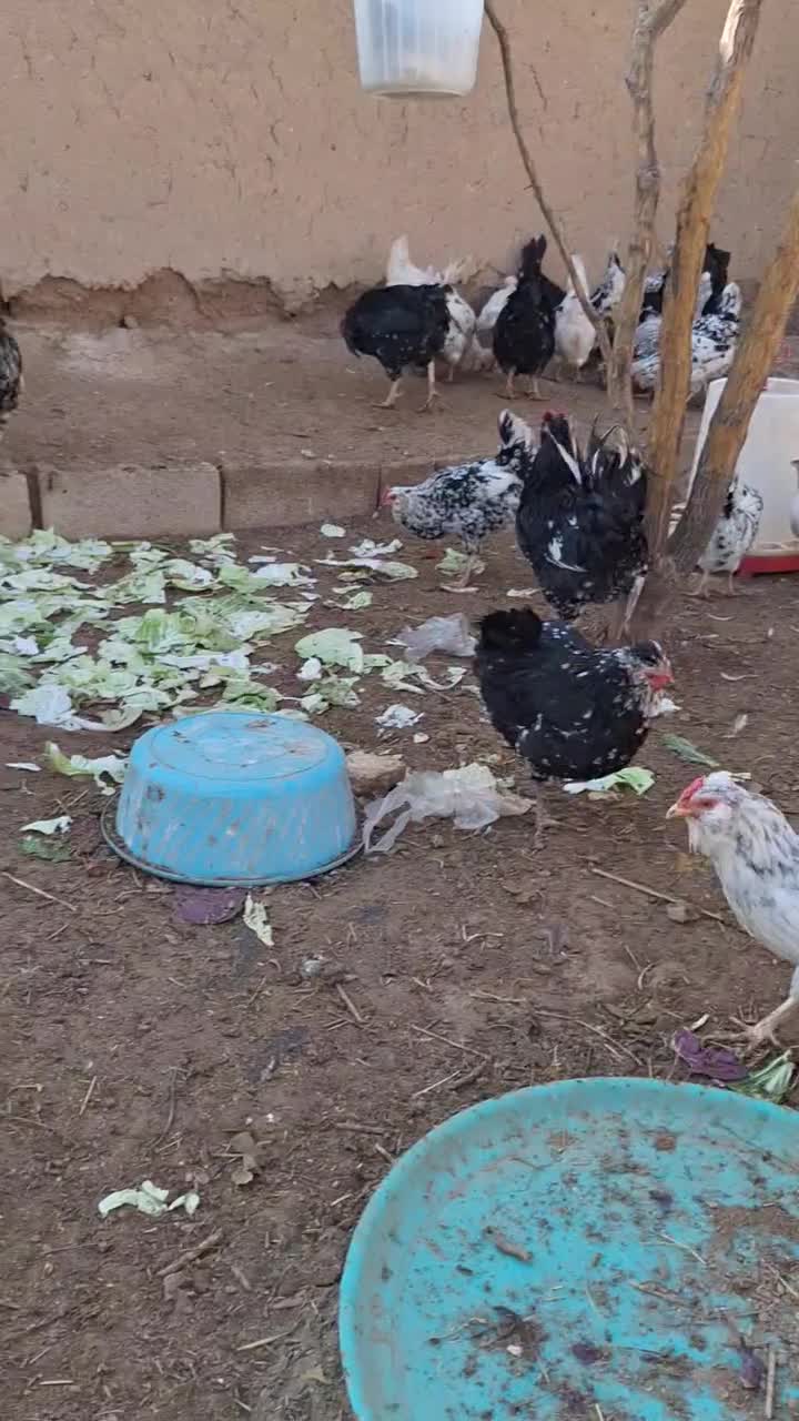 تخم مرغ نطفه دار گلین چهل تاژ ریشی|حیوانات مزرعه|نجفآباد, ویلاشهر|دیوار