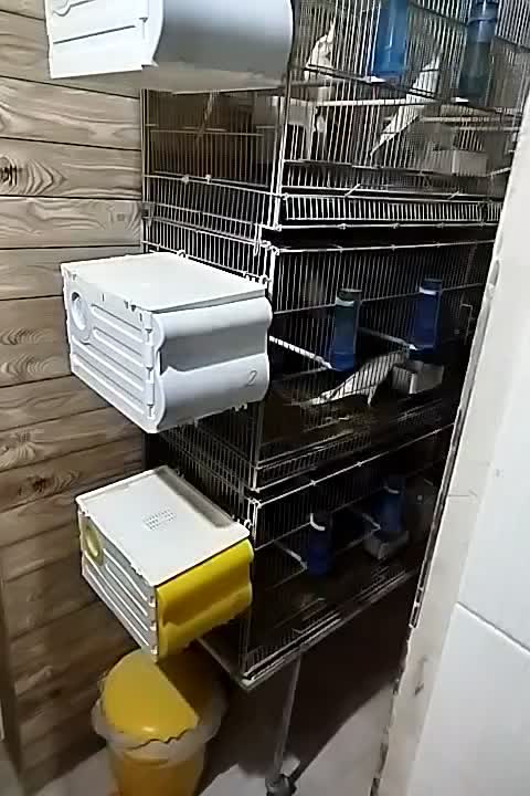 فروش انواع نژاد عروس هلندی مولد و جوجه|پرنده|ایلام, |دیوار