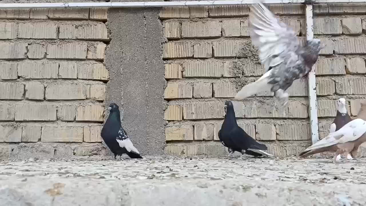 کبوتر|پرنده|شیراز, کرونی(خاتونک)|دیوار