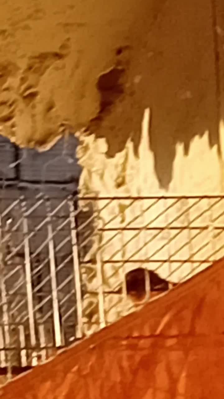 سهره قناری مستخون وکرمونی|پرنده|مشهد, حضرت حجت|دیوار