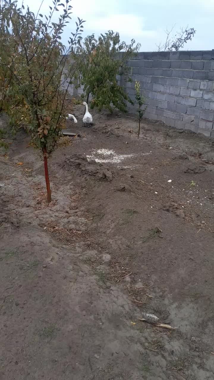 قوغاز نر و ماده|حیوانات مزرعه|ارومیه, |دیوار