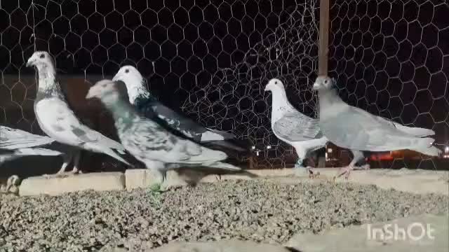 دسته فروشی|پرنده|شیراز, شهرک گلها|دیوار