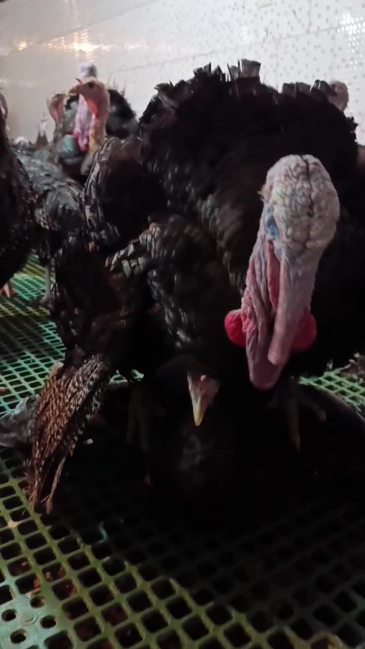 تخم نطفه دار بوقلمون برنز|حیوانات مزرعه|آران و بیدگل, |دیوار