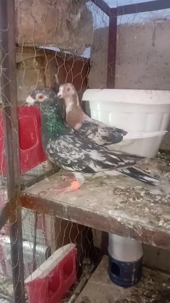 سار|پرنده|رفسنجان, |دیوار