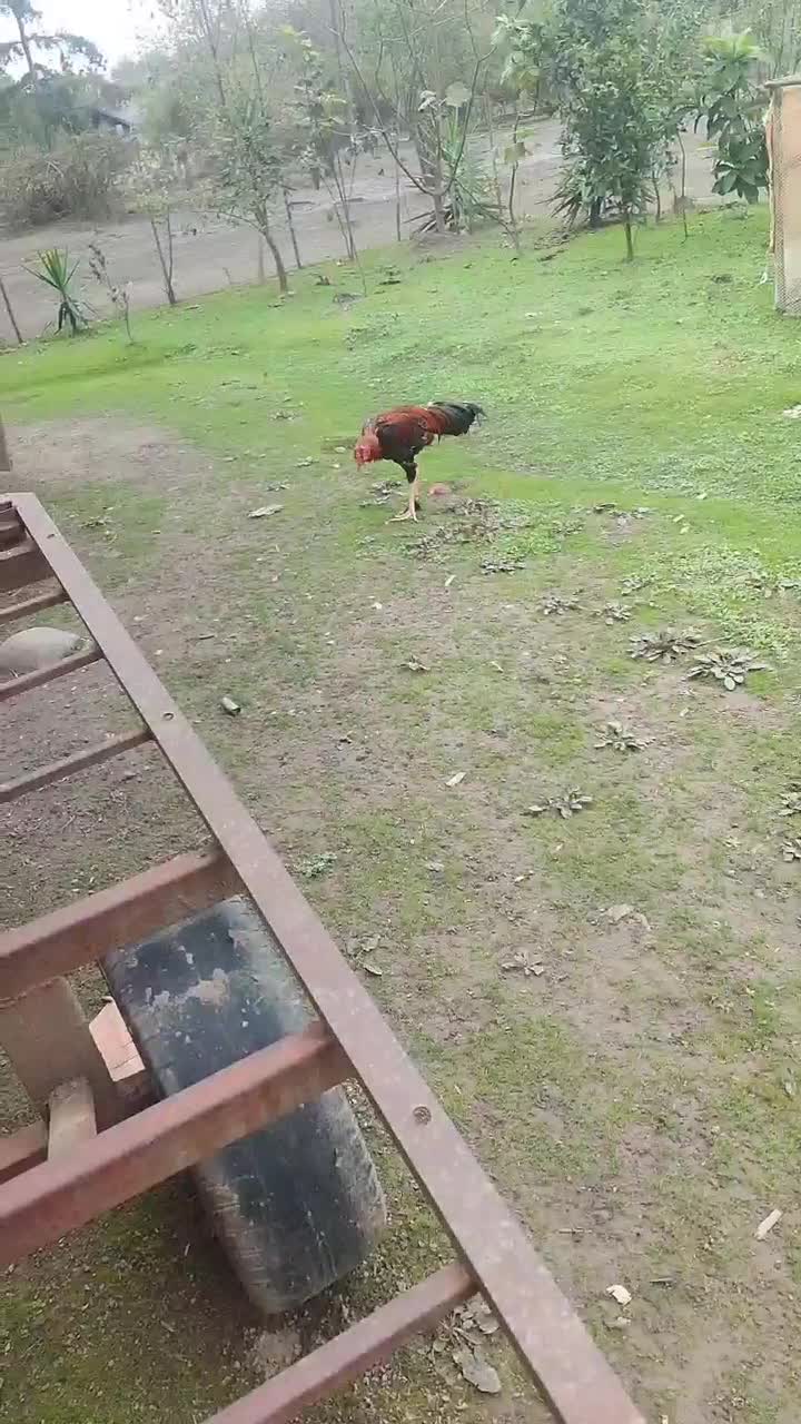 خروس لاری|حیوانات مزرعه|کیاشهر, |دیوار