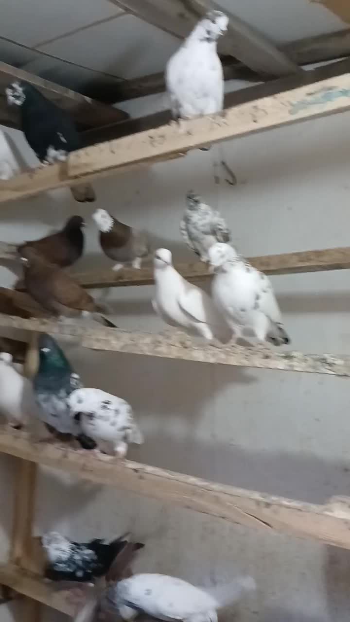 کبوترپرشی|پرنده|رشت, لاکان شهر|دیوار