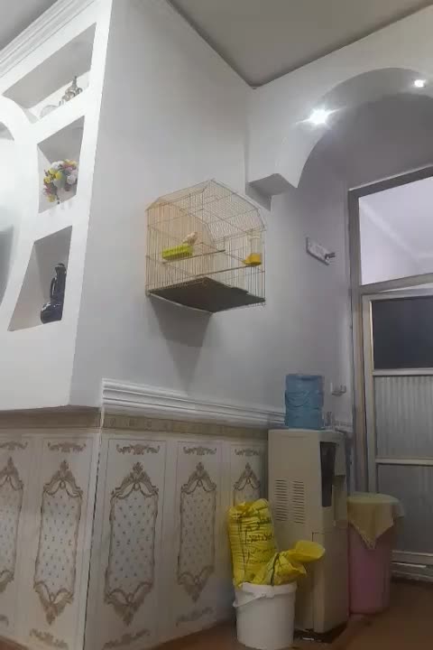 قناری موزائیکی مست مست فول|پرنده|کارون, |دیوار