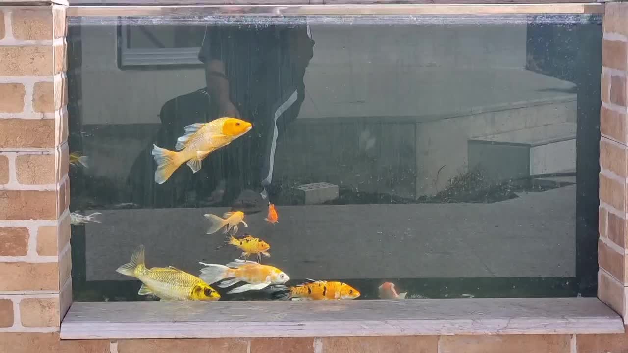 ماهی کوی|ماهی|زرند, |دیوار