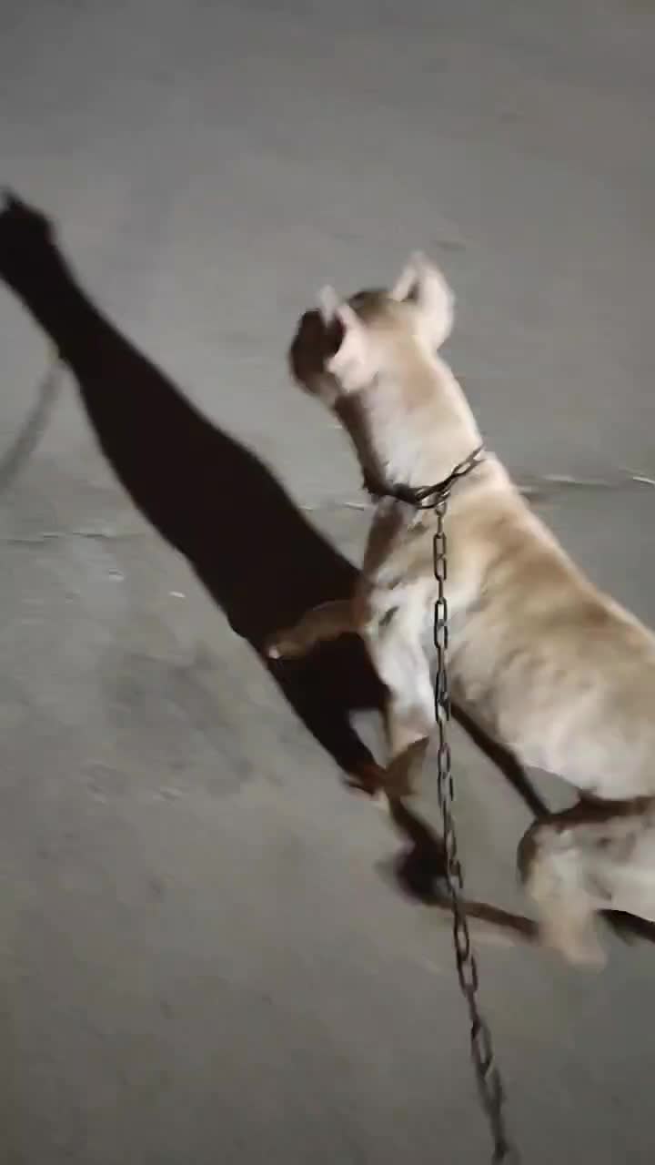 پیتبول وارداتی جهت معاوضه|سگ|کهریزک, |دیوار