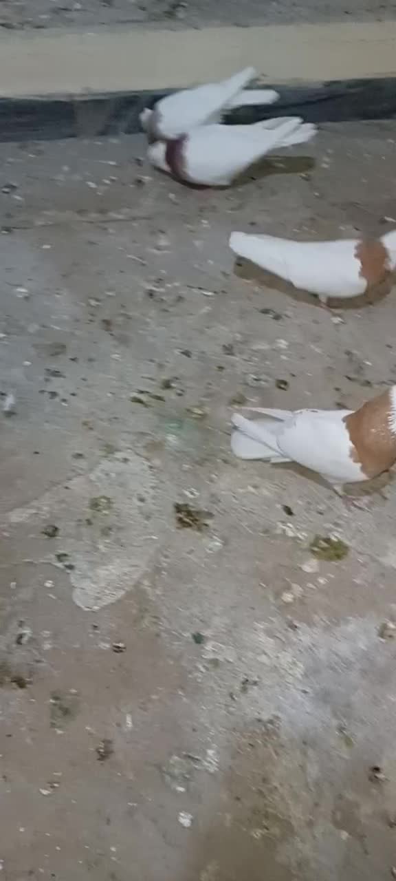 کفتر و کبوتر|پرنده|تهران, تختی|دیوار