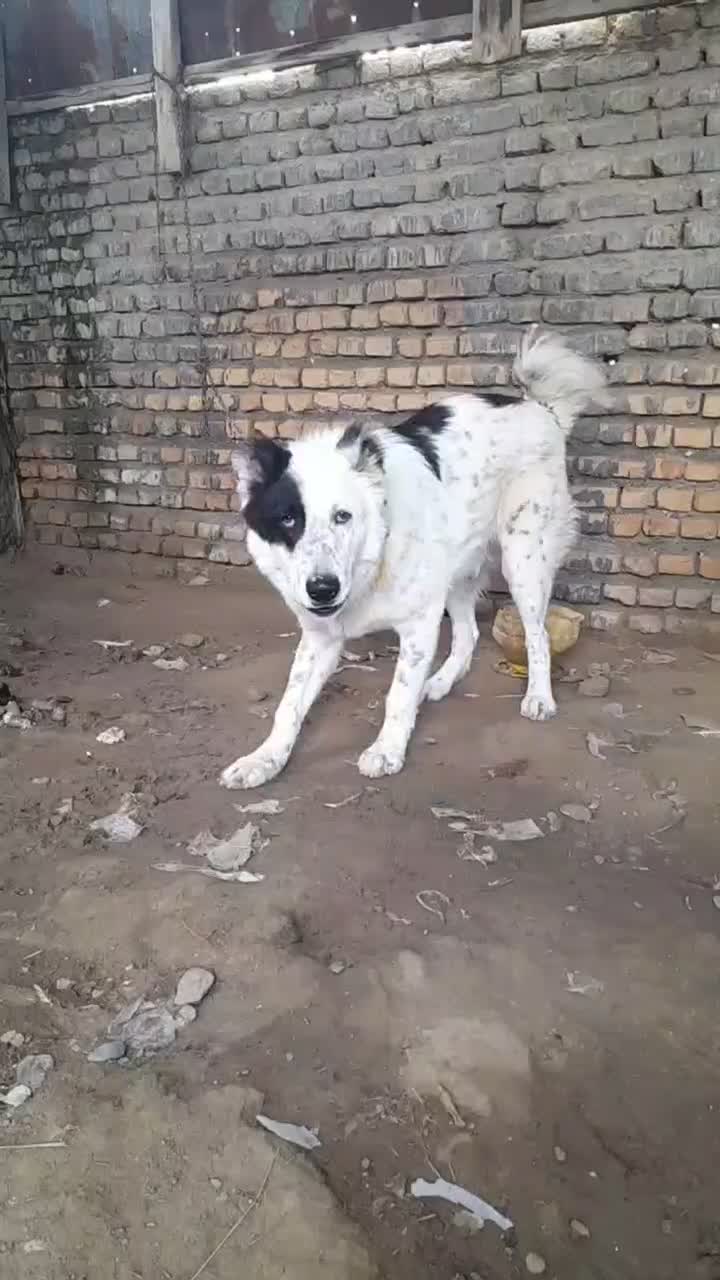 واگذار سگ گوسفندی|سگ|گرگان, |دیوار