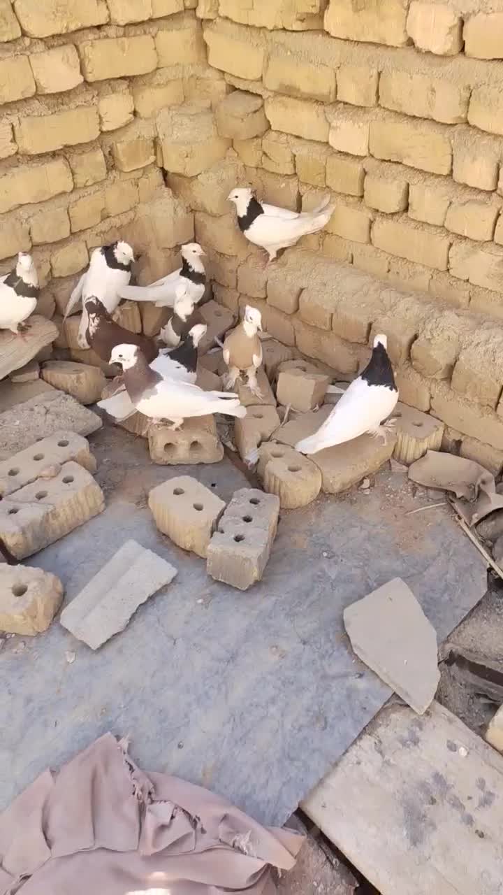 کوبترر|پرنده|طسوج, |دیوار