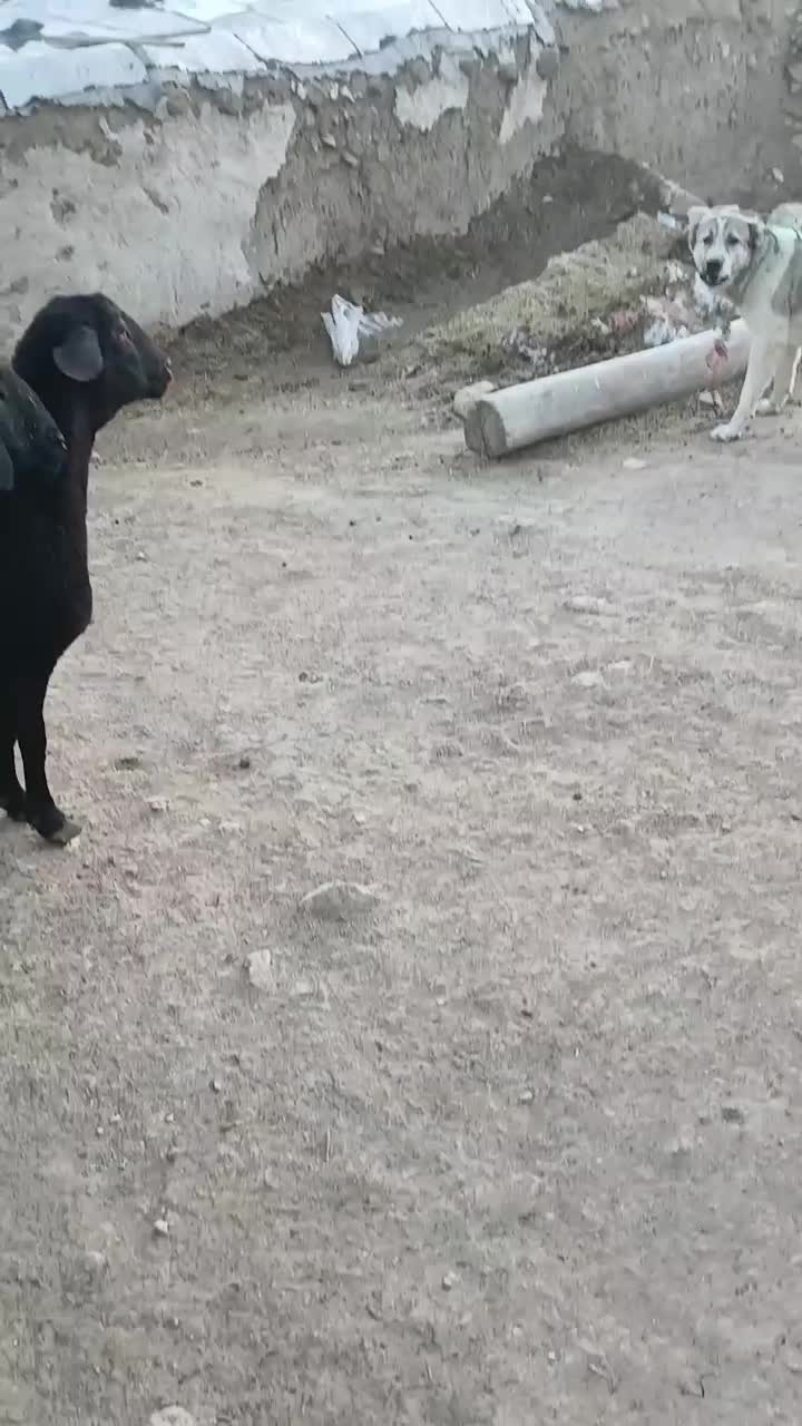 ۶۵۰۰۰۰۰۰|حیوانات مزرعه|زنجانرود, |دیوار