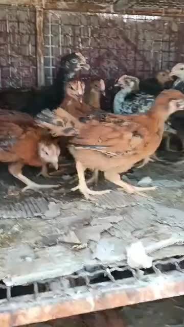 جوجه محلی و جهادی بلدرچین جوجه رنگی. مرغ.خروس بزرگ|حیوانات مزرعه|جم, |دیوار