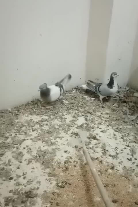 ماده اصفانی|پرنده|اصفهان, اندوان|دیوار