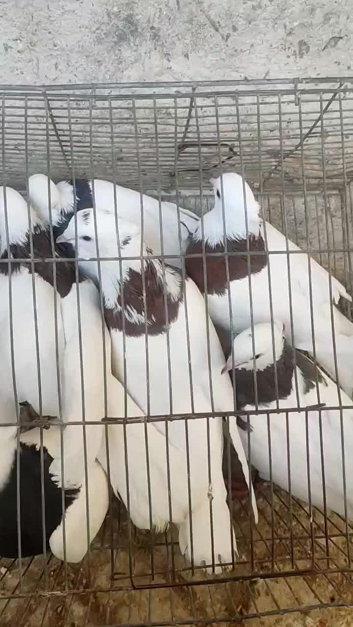 طوقی مولد|پرنده|بندرعباس, |دیوار