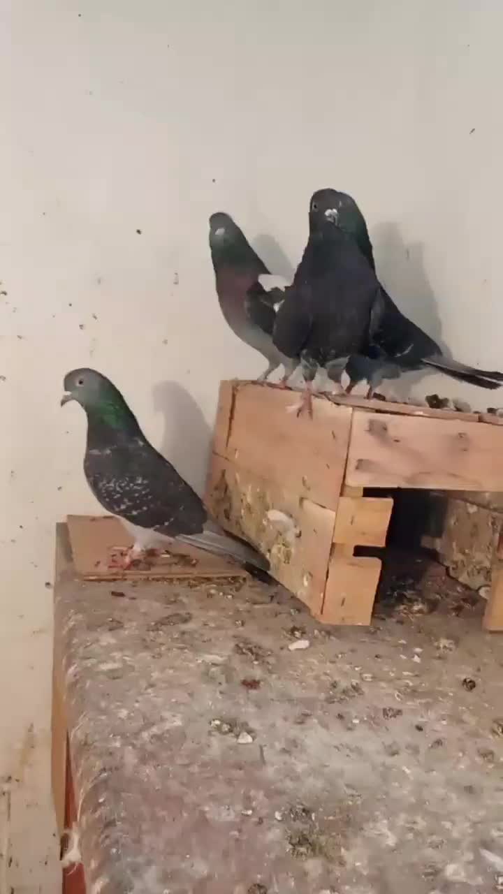 کفتر زاغ|پرنده|صفادشت, |دیوار