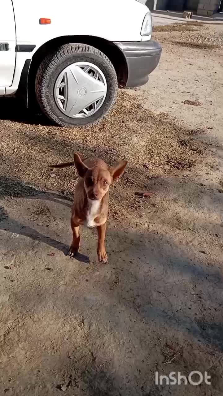 سگ پاکوتاه|سگ|گنبد کاووس, |دیوار