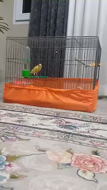 قناری مست مست شلاقی|پرنده|مشکین‌دشت, |دیوار