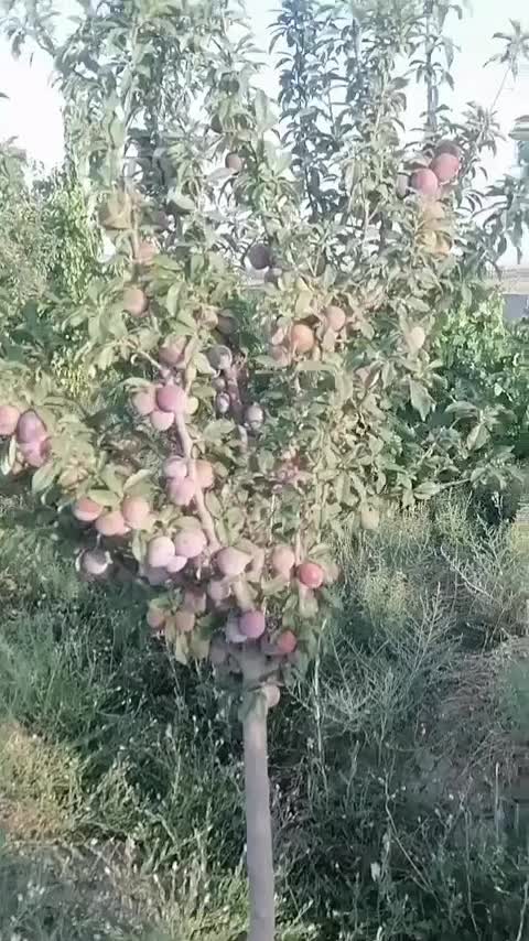 6300 متر و 50 هزار متر مناسب صنعتی،کشاورزی،گلخانه|فروش دفتر صنعتی، کشاورزی، تجاری|تهران, سوهانک|دیوار