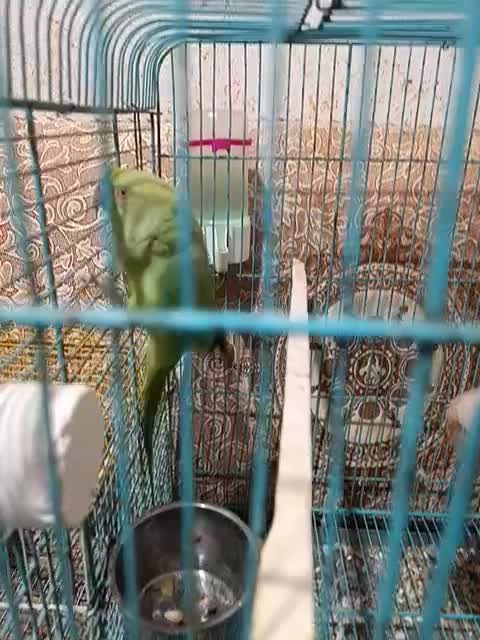 پرنده فروشی|پرنده|لالی, |دیوار