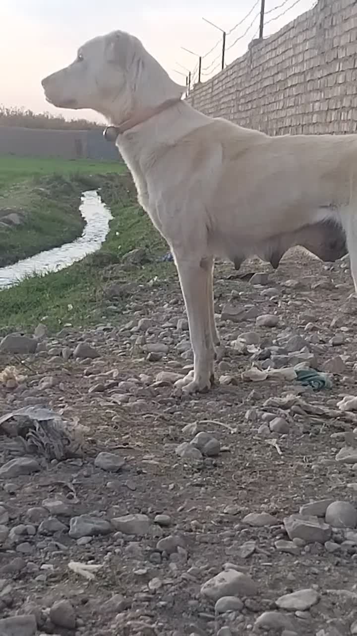 ماده سگ خراسانی|سگ|اسفراین, |دیوار