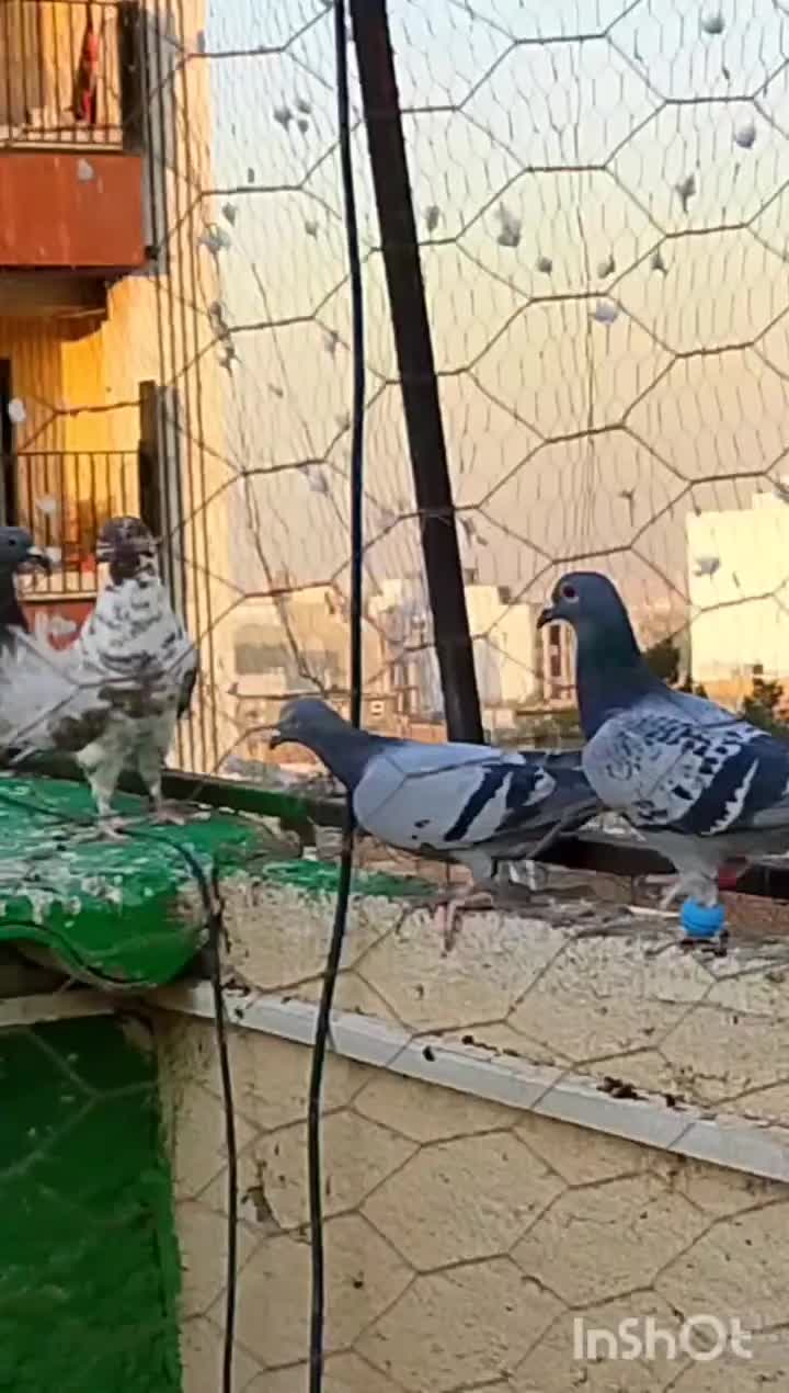 کفتر|پرنده|مشهد, بهارستان|دیوار