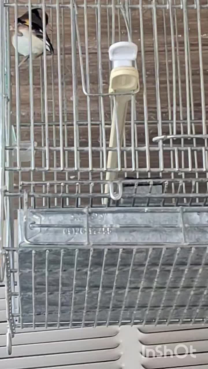 سهره|پرنده|بوشهر, |دیوار