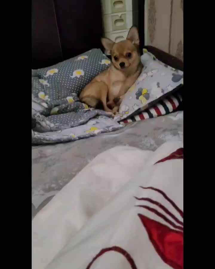 میکس وماده میکس شی واوا با پامر|سگ|تهران, سهروردی|دیوار