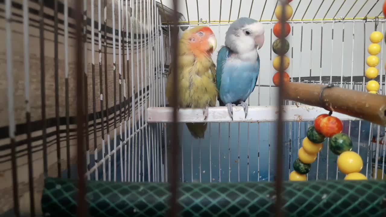 طوطی کوتوله دارای تخم فیروزهای نر زیتونی ماده|پرنده|اصفهان, امیرعرب|دیوار