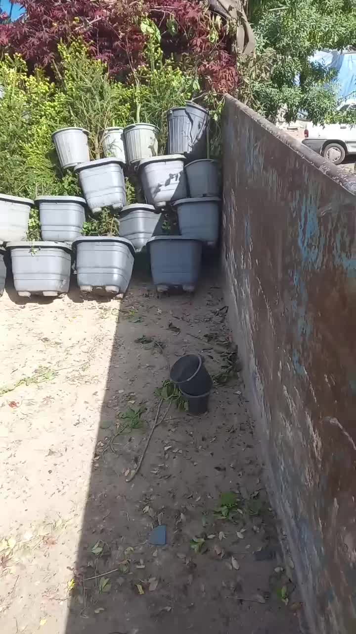 شمشاد سبز طلایی رز ساناز رونده میم انگور چسبک|خدمات باغبانی و درختکاری|مشهد, باغستان|دیوار