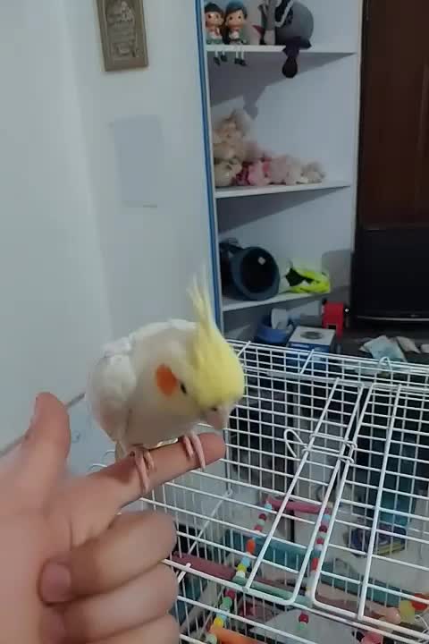 پرنده عروس هلندی|پرنده|هرسین, |دیوار