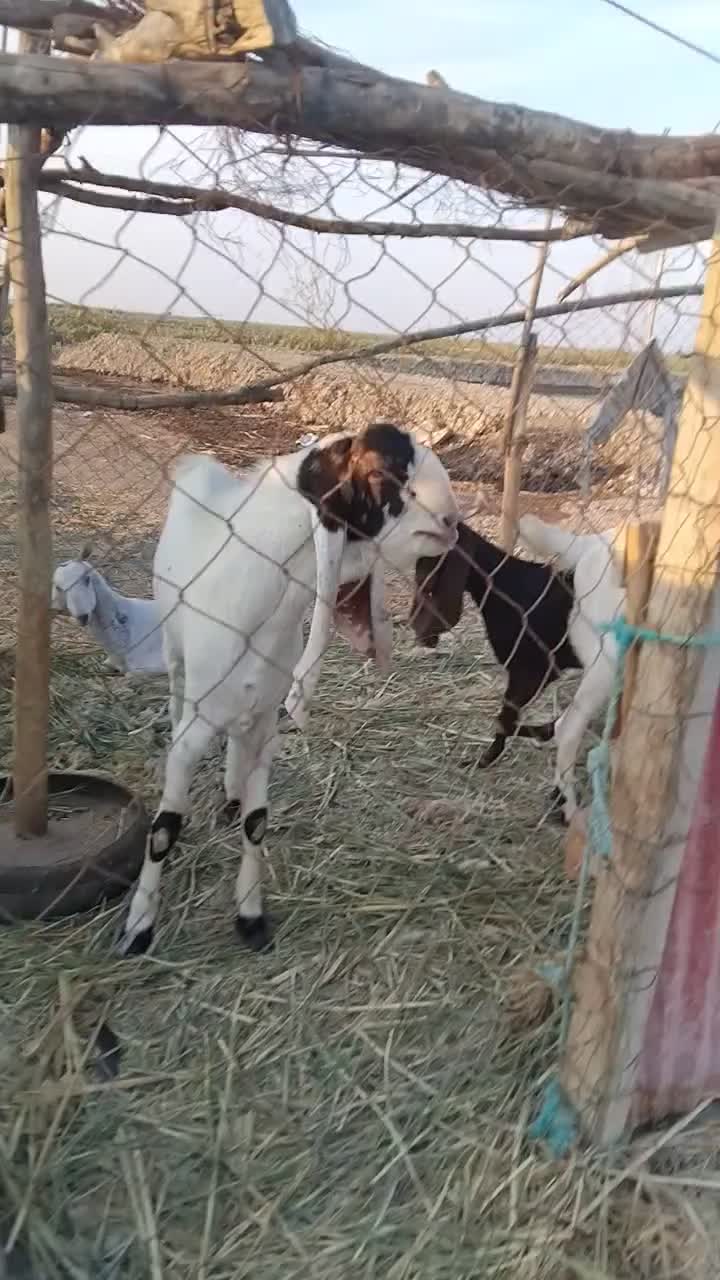 بز افغانی|حیوانات مزرعه|خرمشهر, |دیوار