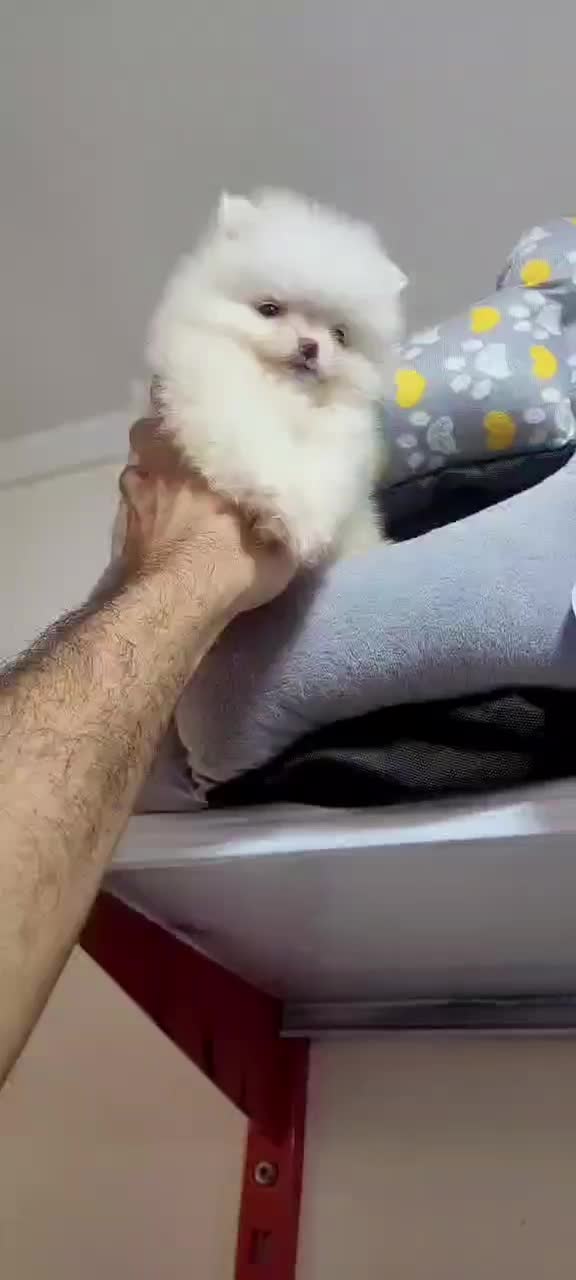 تاینی توی، پامرانین ، پیکینیز|سگ|تهران, چیتگر جنوبی|دیوار