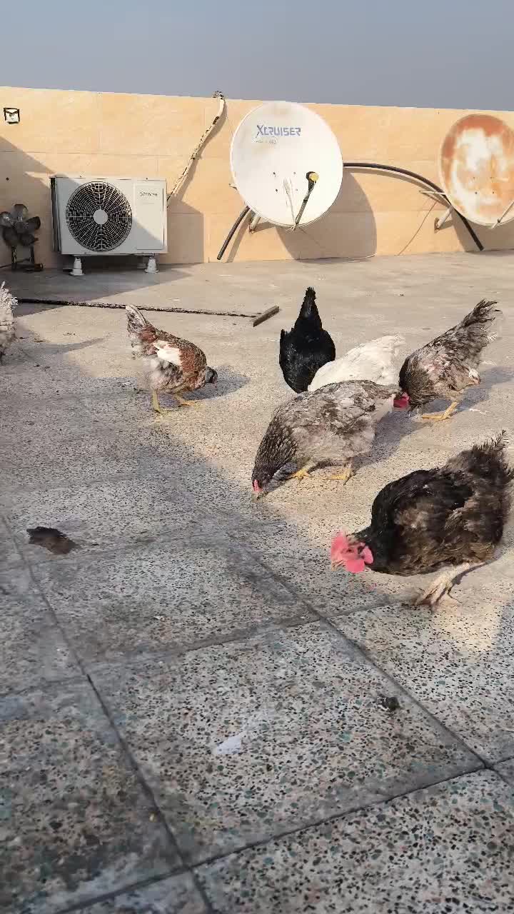 تخم نطفه دار نژاد میکس ویاندوت ایسبار|حیوانات مزرعه|تهران, کیانشهر|دیوار