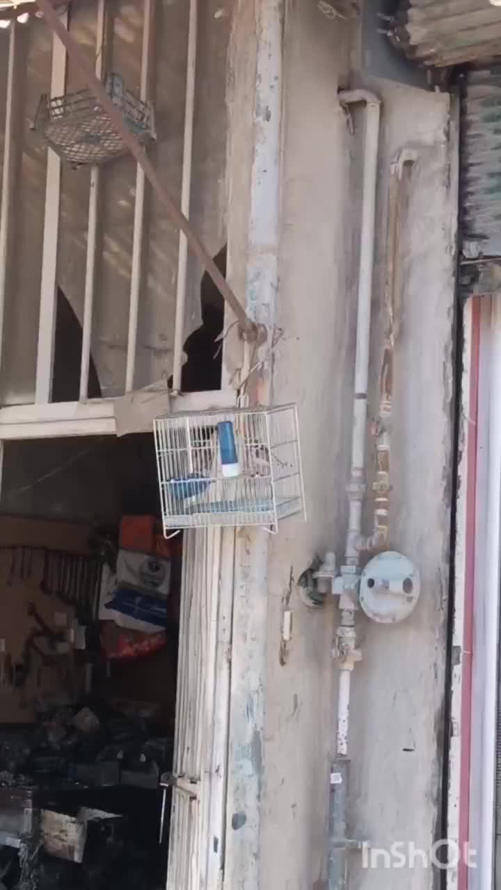 سهره|پرنده|سنندج, |دیوار