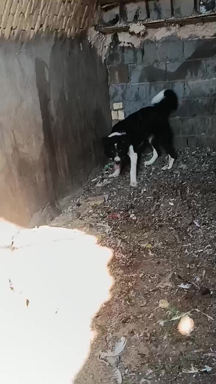 واگزاری سگ|سگ|رودشت (اصفهان), |دیوار