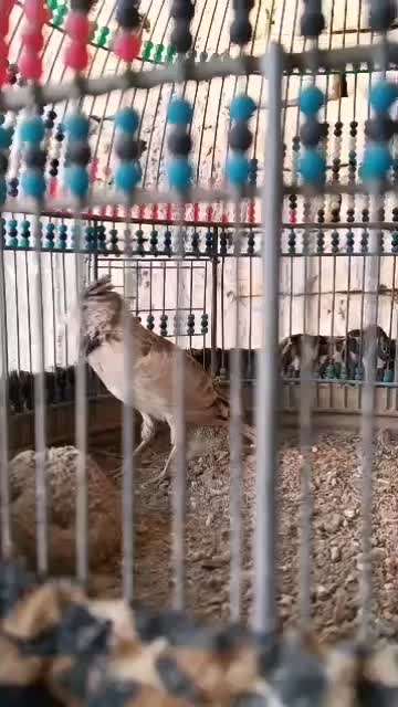 سهره قناری|پرنده|مرودشت, ژیان|دیوار