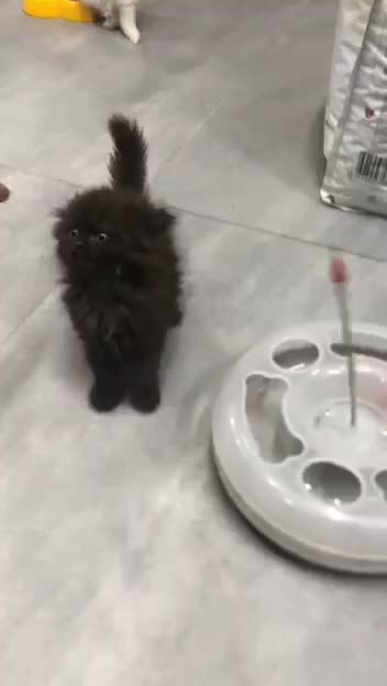 پرشین پشمالو|گربه|آبادان, |دیوار